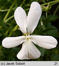 Viola cornuta