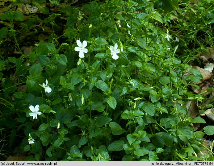 Viola cornuta