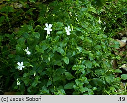 Viola cornuta