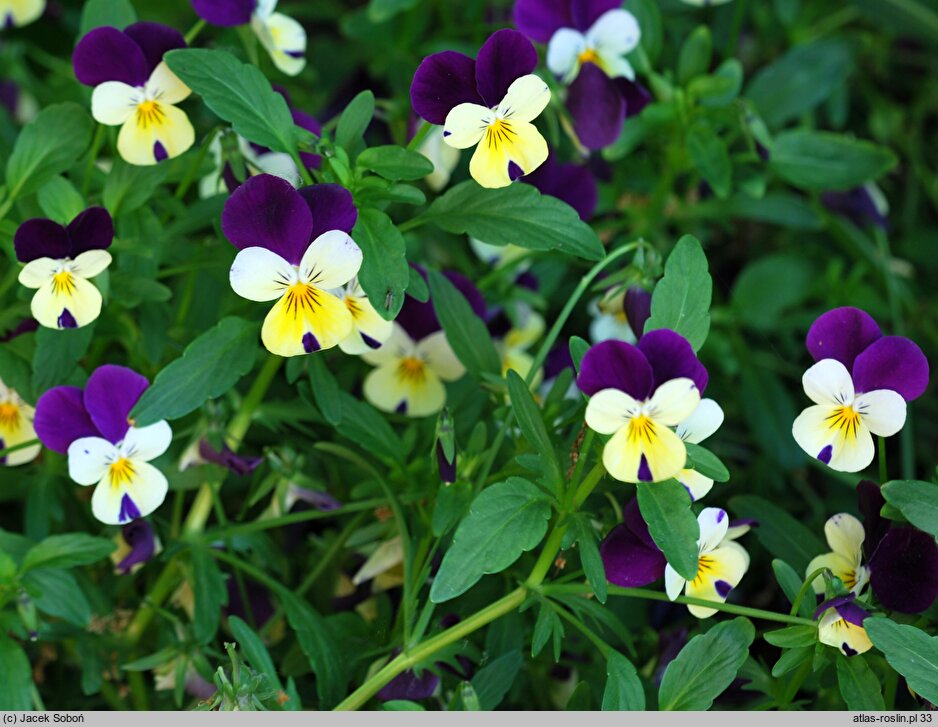 Viola ×williamsii Penny Yellow Jump Up