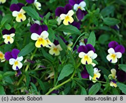 Viola ×williamsii Penny Yellow Jump Up