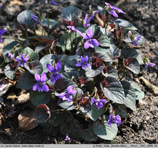 Viola cv. Bowles Black (fiołek 'Bowles Black')