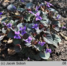 Viola ‘Bowles Black’ (fiołek 'Bowles Black')