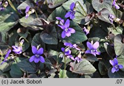 Viola cv. Bowles Black (fiołek 'Bowles Black')