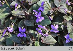 Viola ‘Bowles Black’ (fiołek 'Bowles Black')