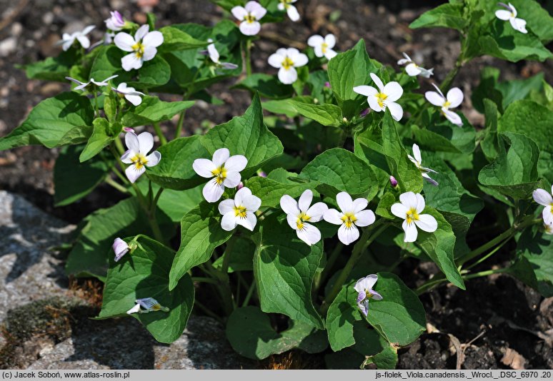 Viola canadensis (fiołek kanadyjski)