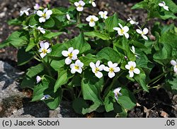 Viola canadensis (fiołek kanadyjski)