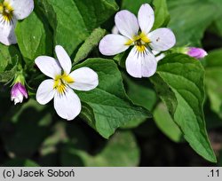 Viola canadensis (fiołek kanadyjski)