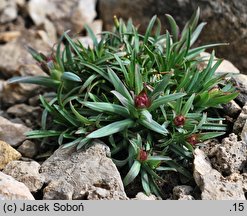 Lychnis alpina (firletka alpejska)