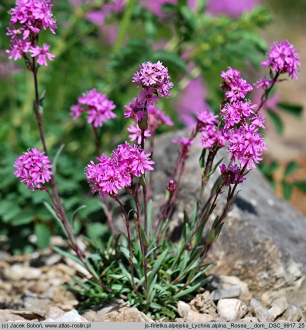 Lychnis alpina (firletka alpejska)