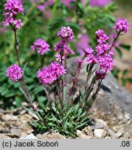 Lychnis alpina (firletka alpejska)