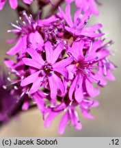 Lychnis alpina (firletka alpejska)