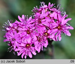 Lychnis alpina (firletka alpejska)