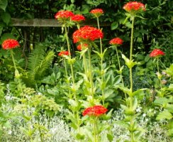 Lychnis chalcedonica