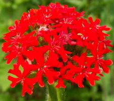 Lychnis chalcedonica