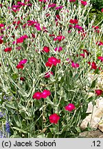 Lychnis coronaria