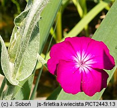 Lychnis coronaria