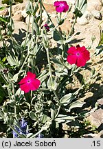 Lychnis coronaria