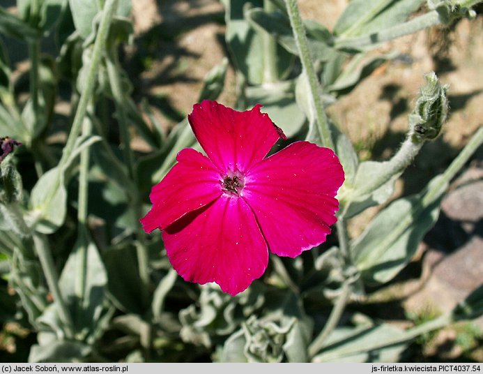 Lychnis coronaria