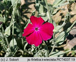 Lychnis coronaria