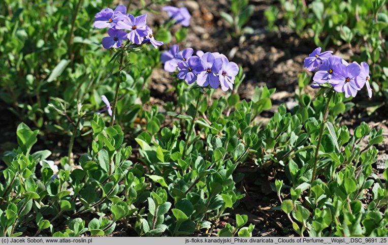 Phlox divaricata Clouds of Perfume