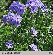 Phlox divaricata Clouds of Perfume