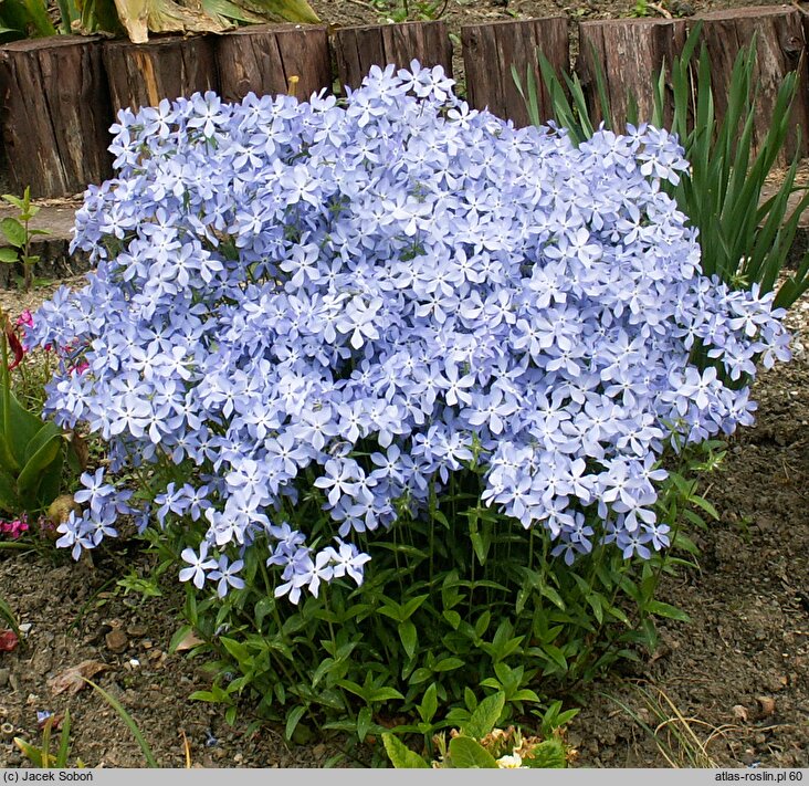 Phlox divaricata (floks kanadyjski)