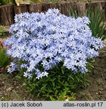 Phlox divaricata (floks kanadyjski)