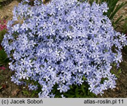 Phlox divaricata (floks kanadyjski)