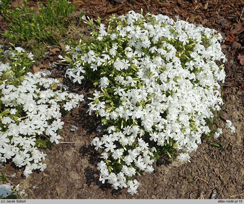 Phlox subulata White Delight