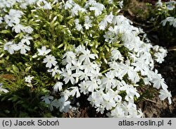 Phlox subulata White Delight