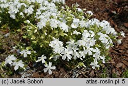 Phlox subulata White Delight