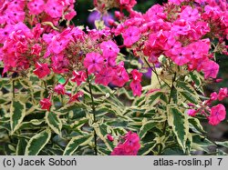 Phlox paniculata Elisabeth