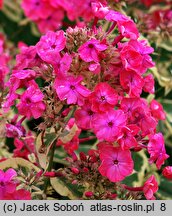 Phlox paniculata Elisabeth