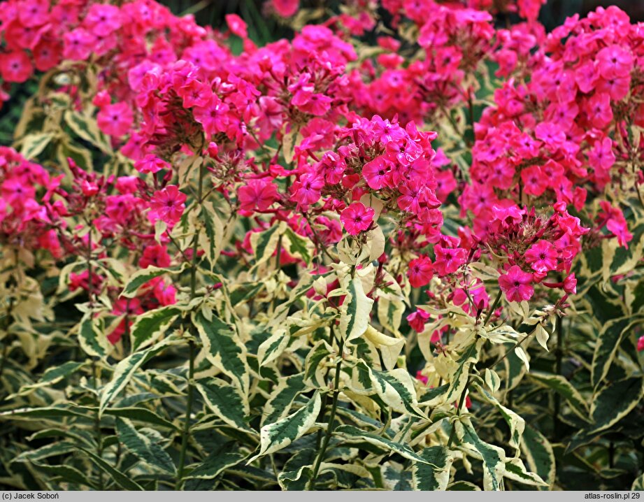 Phlox paniculata Elisabeth