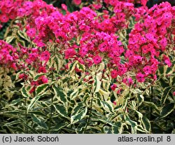 Phlox paniculata Elisabeth