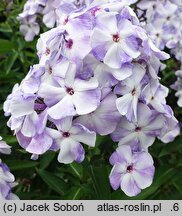 Phlox paniculata Flame Blue