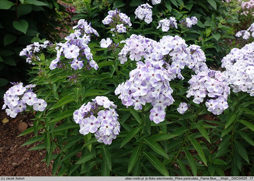 Phlox paniculata Flame Blue
