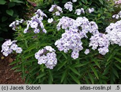 Phlox paniculata Flame Blue