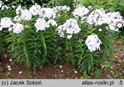 Phlox paniculata Flame Blue