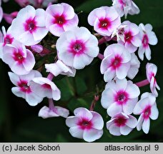 Phlox paniculata Graf Zeppelin