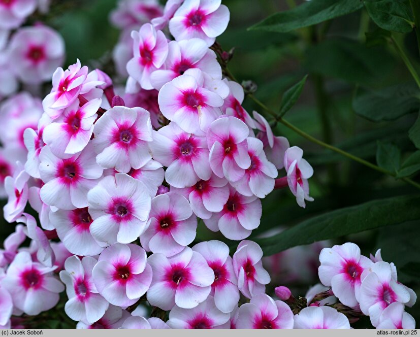 Phlox paniculata Graf Zeppelin