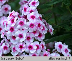 Phlox paniculata Graf Zeppelin