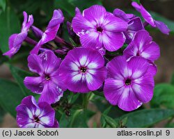 Phlox paniculata Laura