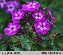 Phlox paniculata Laura