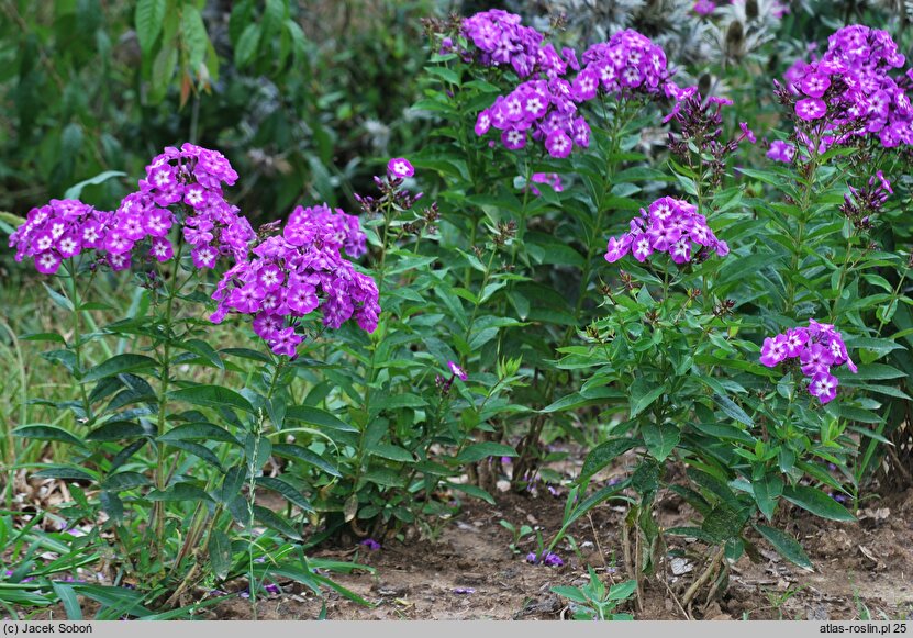 Phlox paniculata Laura