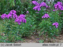 Phlox paniculata Laura