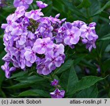 Phlox paniculata Prospero