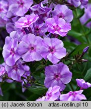 Phlox paniculata Prospero