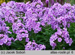 Phlox paniculata Prospero